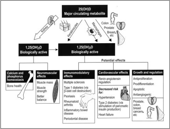 Vitamins Function