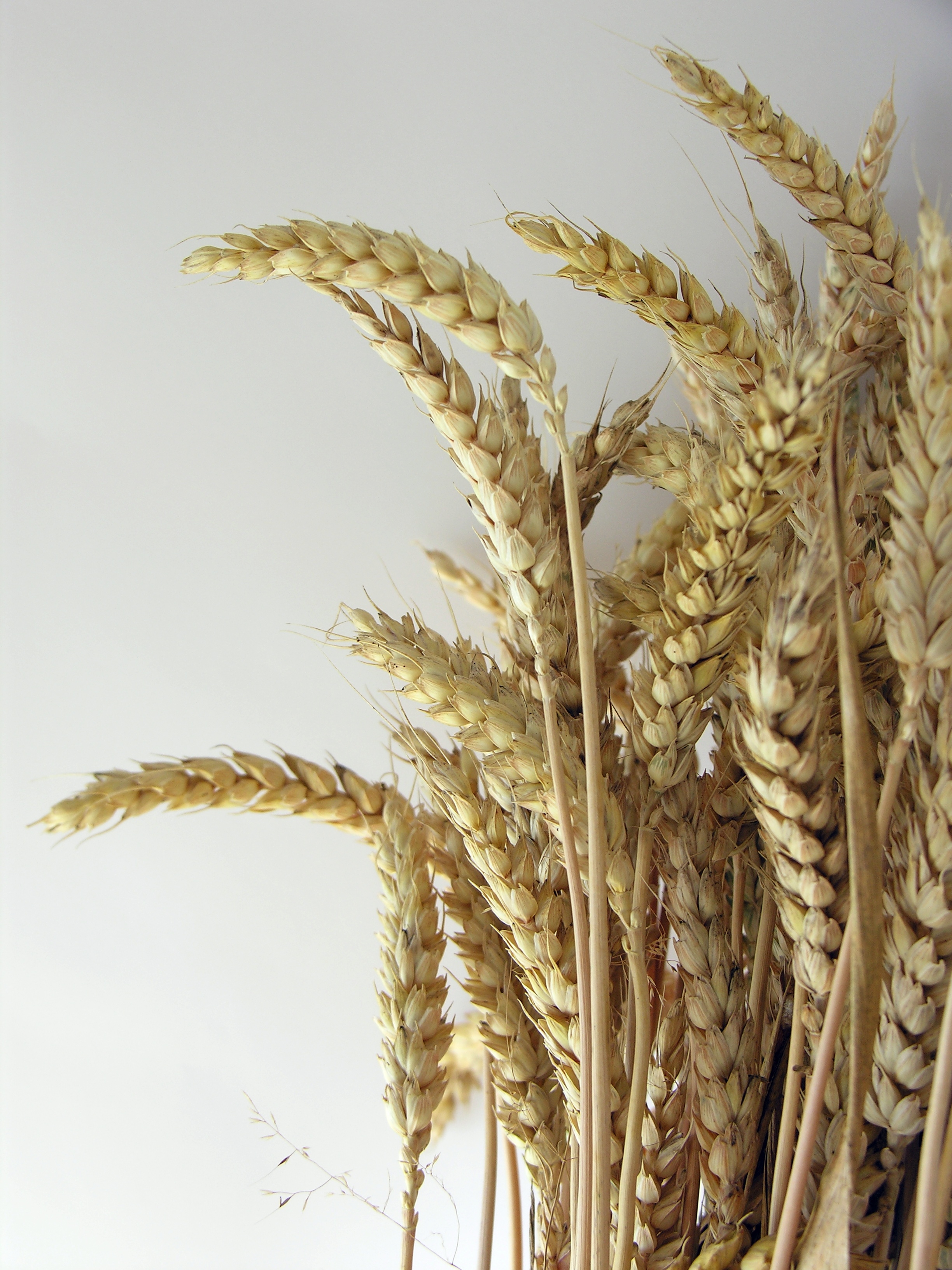 Genetic modification of wheat responsible for increase in gluten